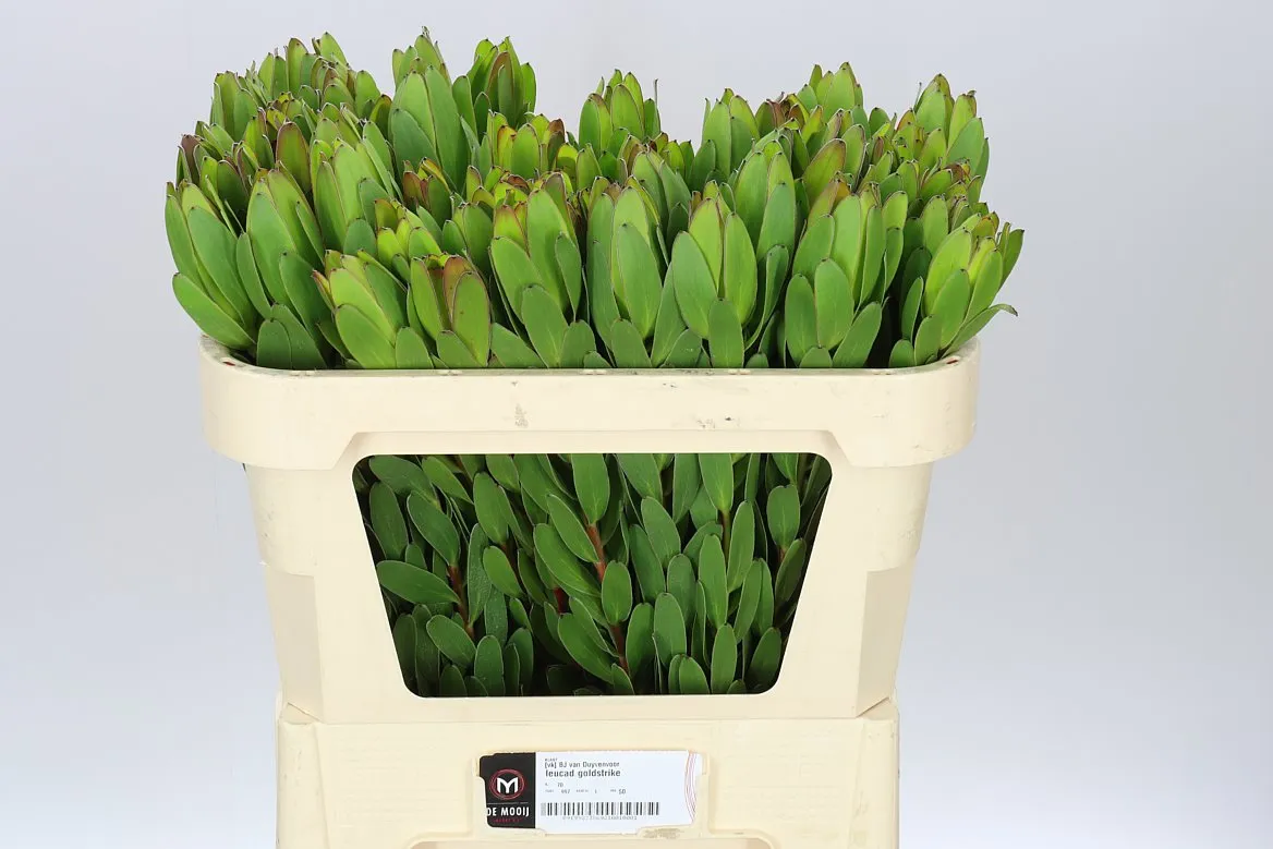 Leucadendron Safari Goldstrike • 70 cm