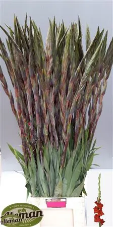 Glad Chinon • 120 cm