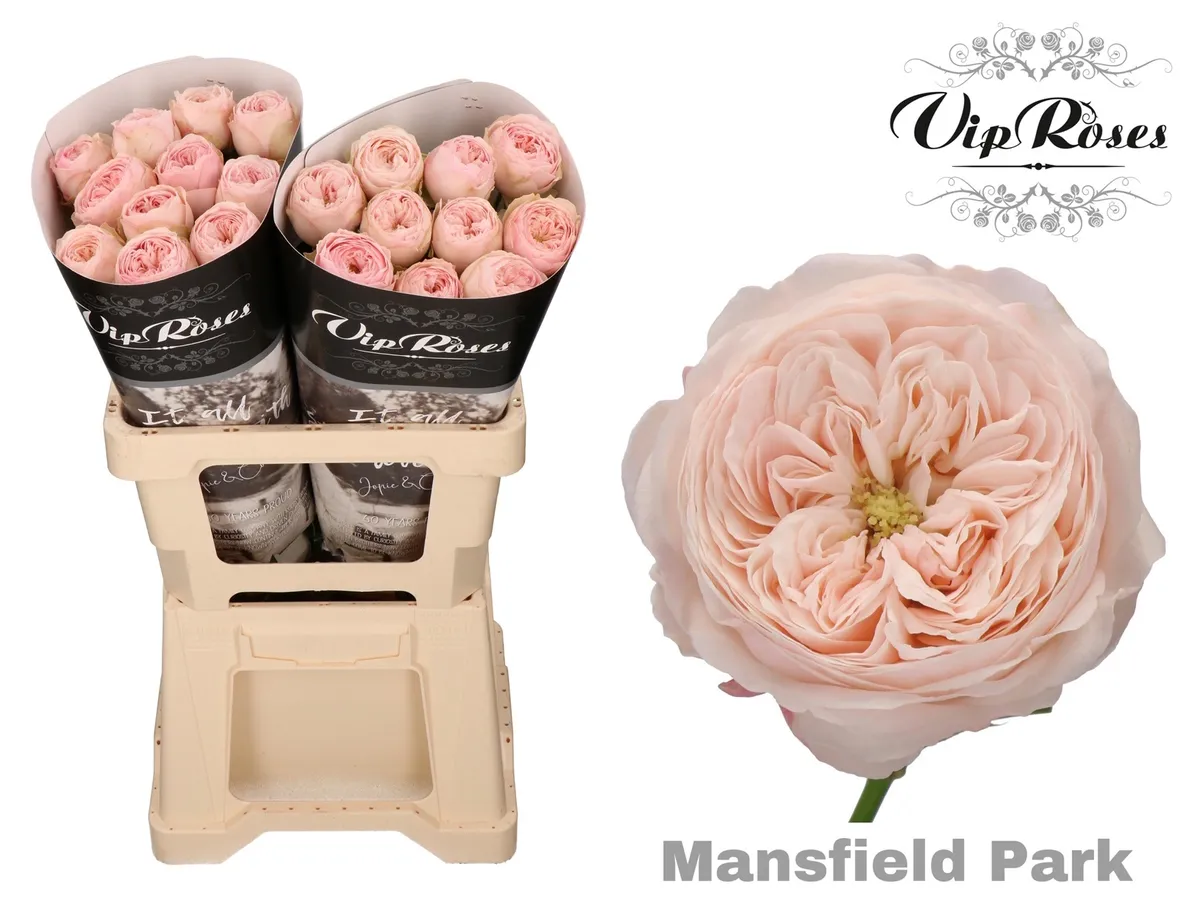 R Kl Mansfield Park X20 • 60 cm