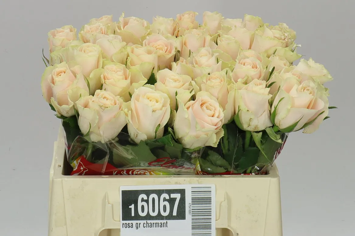 Rosa Gr Charmant • 35 cm