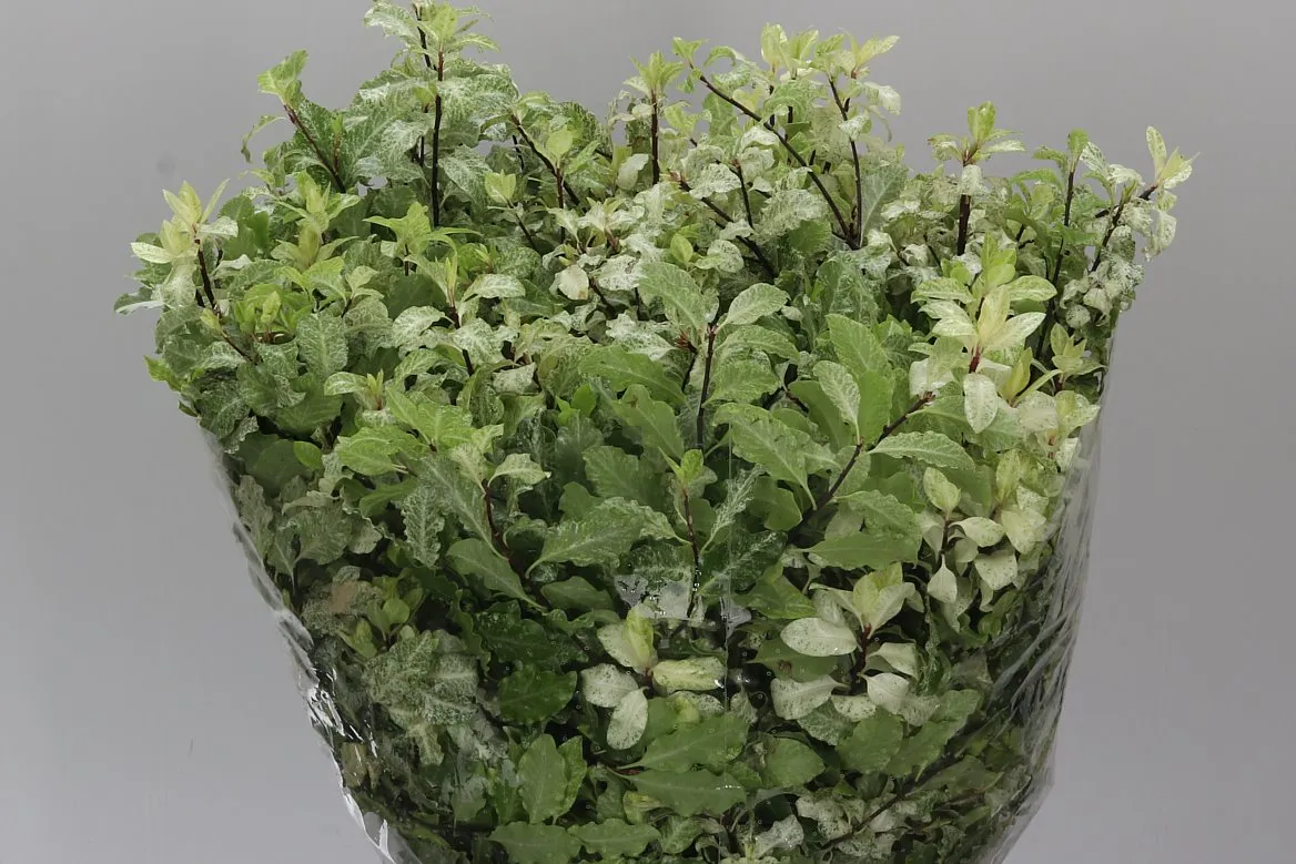 Pittosporum Navato • 50 cm