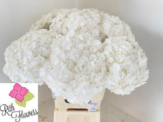 Hortenzia Royal Highnes • 60 cm