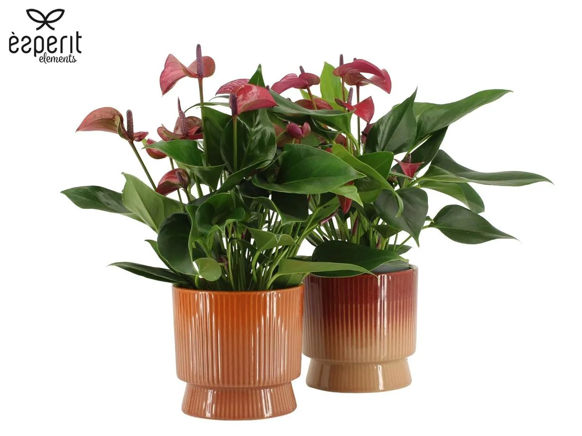 7504452: Recreate Anthurium Karma Purple • črepník 12 cm