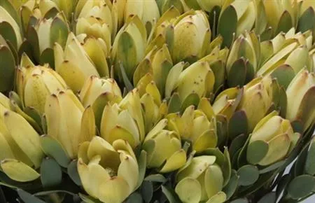 Leucadendron Discolor Yellow • 60 cm