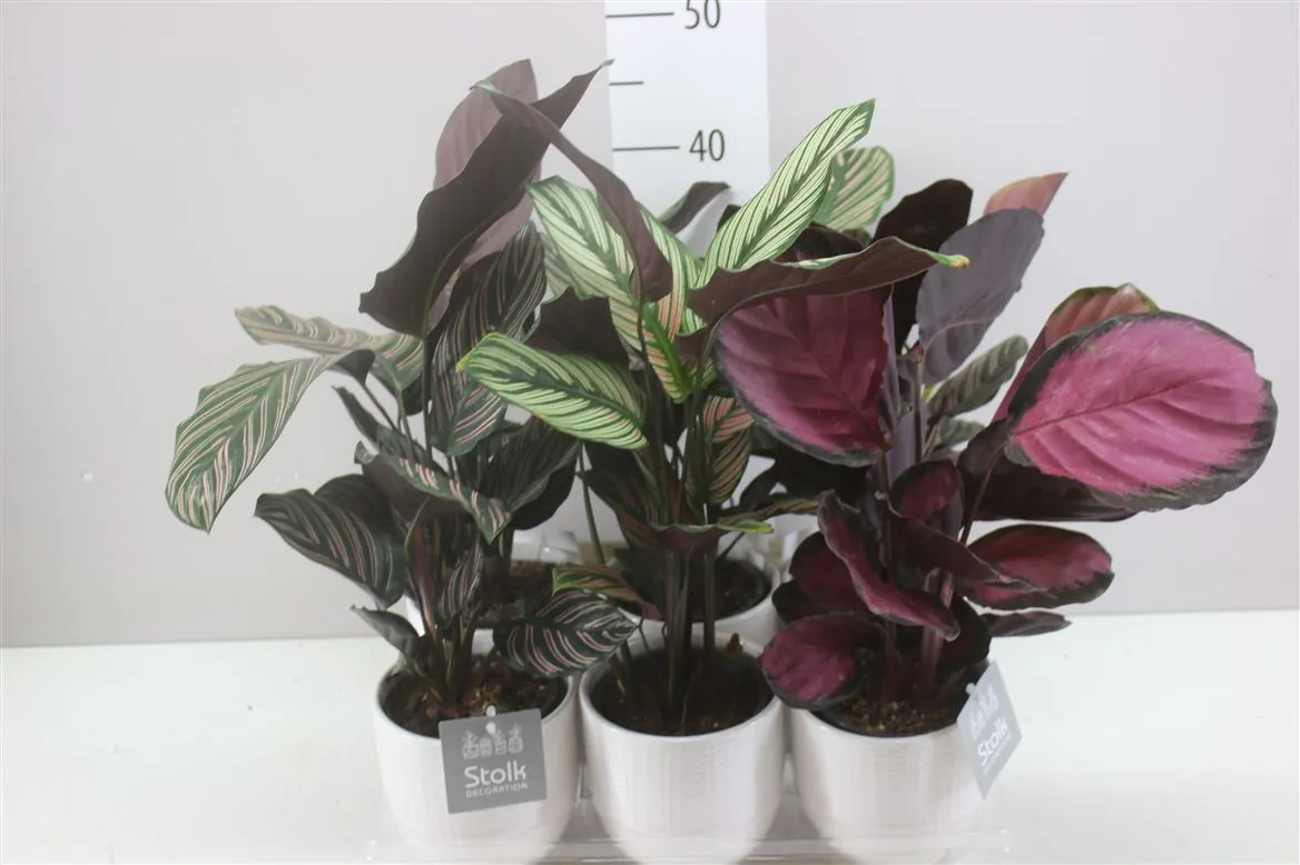 Calathea Gemengd Liv Keramiek • črepník 12 cm