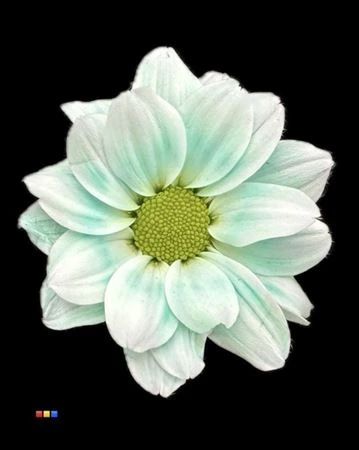 Chryzantéma trsová Kennedy Pastel Mint • 70 cm