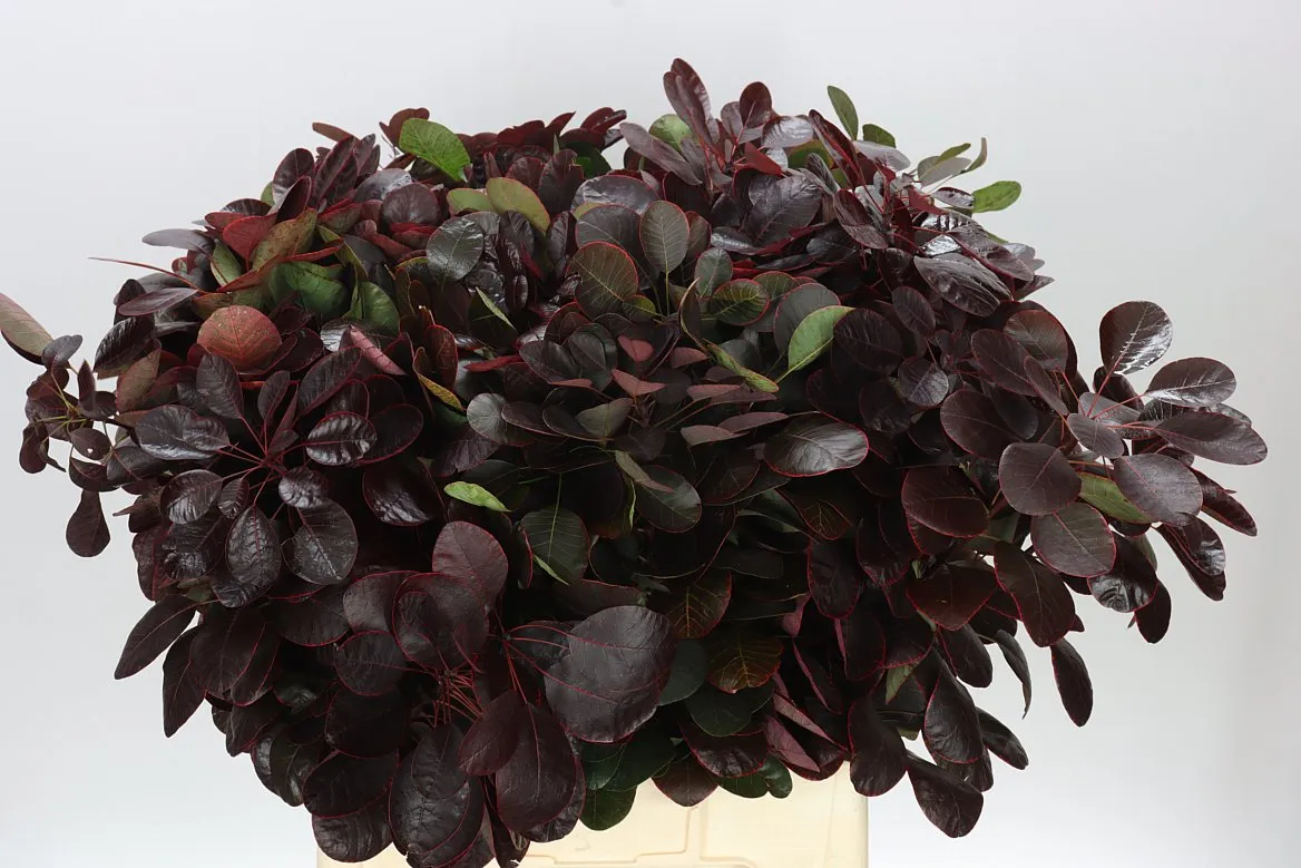 Cotinus Blad • 70 cm