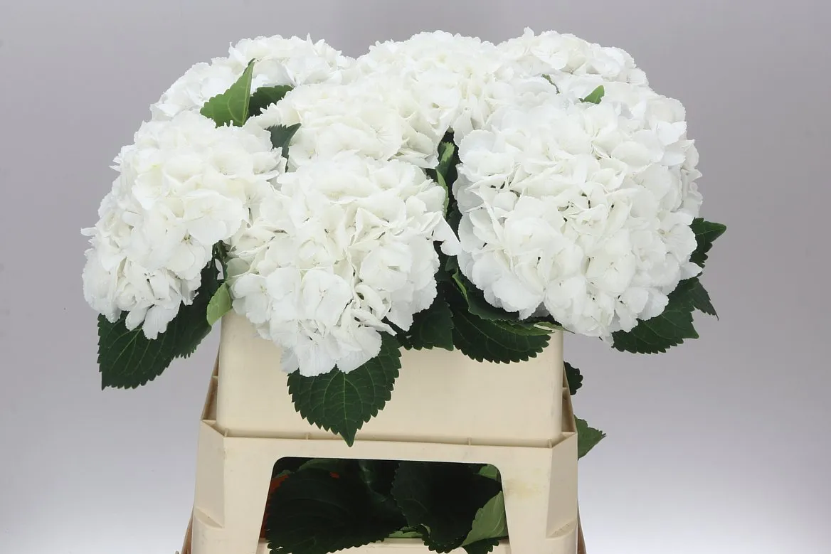 Hortenzia Princes White • 80 cm