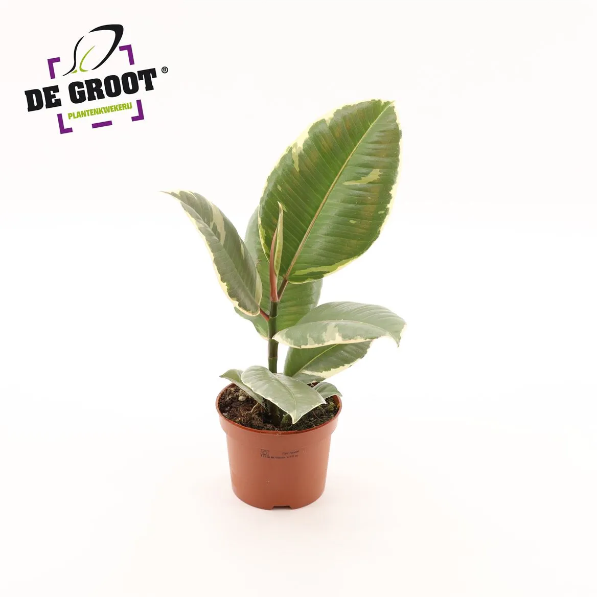 Ficus Tineke A2 • črepník 12 cm