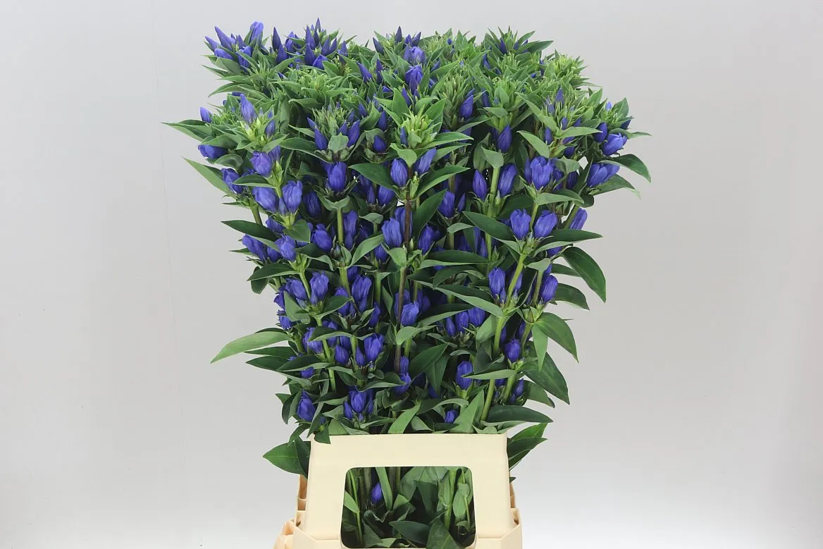 Gentiana Bluebells • 80 cm