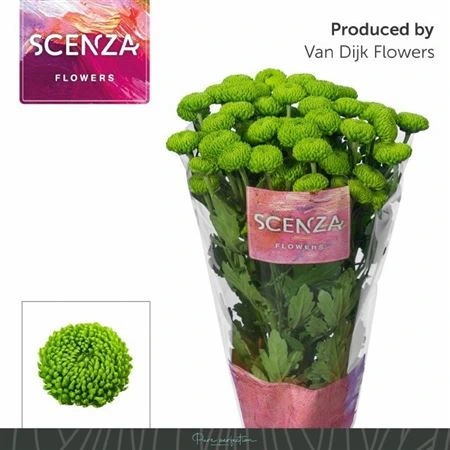 Chryzantéma trsová Deligreen • 70 cm