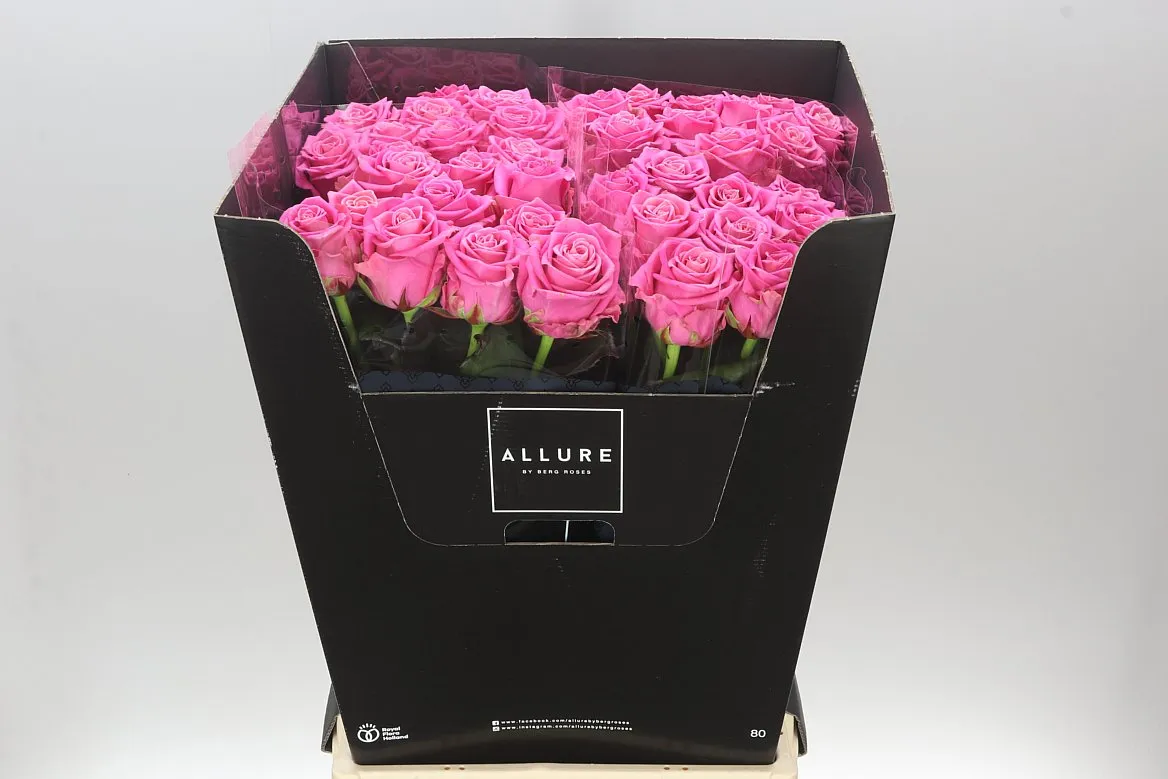 Rosa Gr Charlotte • 80 cm