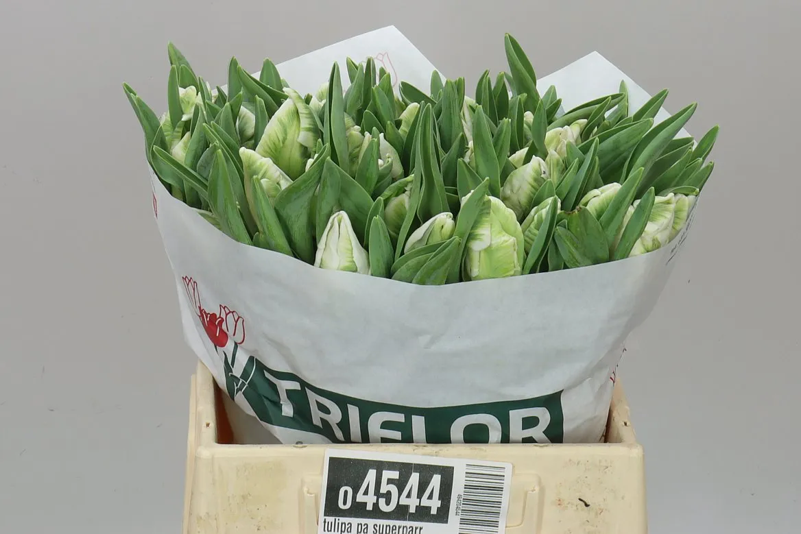 Tulipa Pa Superparrot • 40 cm