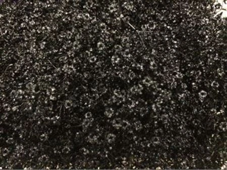 Gypsofila Million Star farbená Black