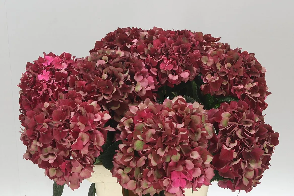 Hortenzia Rubyred Classic • 80 cm