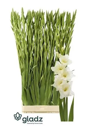 Glad Speed Date Ivory • 130 cm