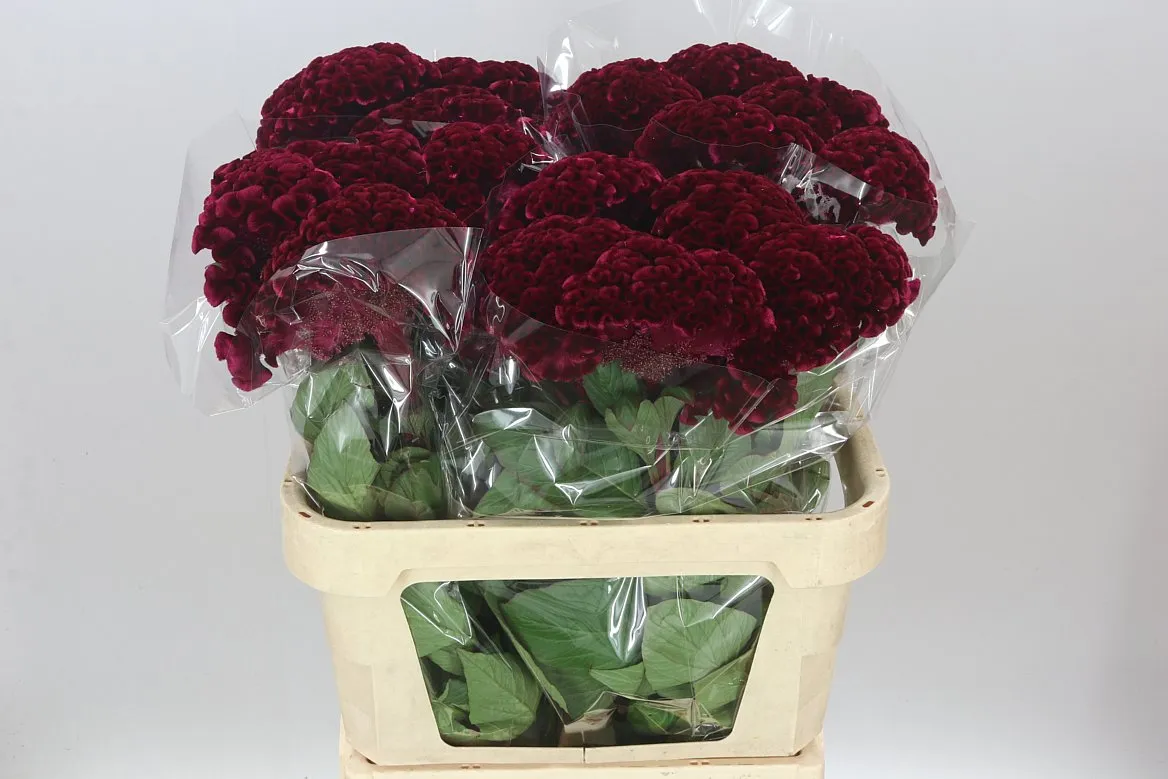 Celosia C Merlot Magic • 80 cm