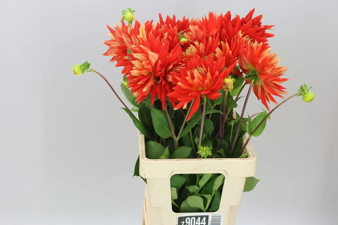 Dahlia Vulcan • 60 cm