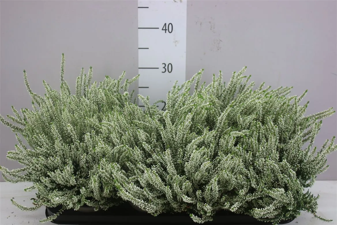 Calluna G.girls Wit • črepník 12 cm