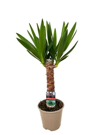 Juka Enkel Stam 2+ • črepník 14 cm