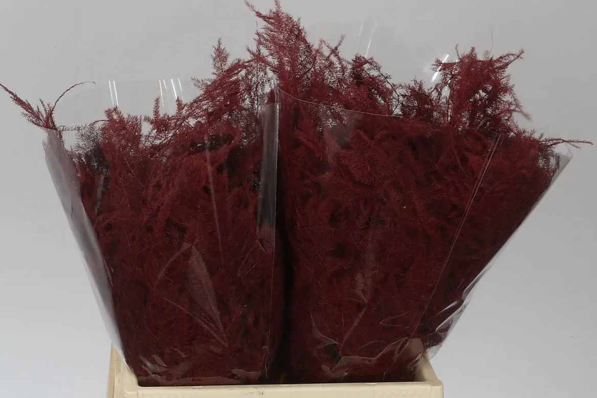 Asparágus 1e Veren Bordeaux • 45 cm