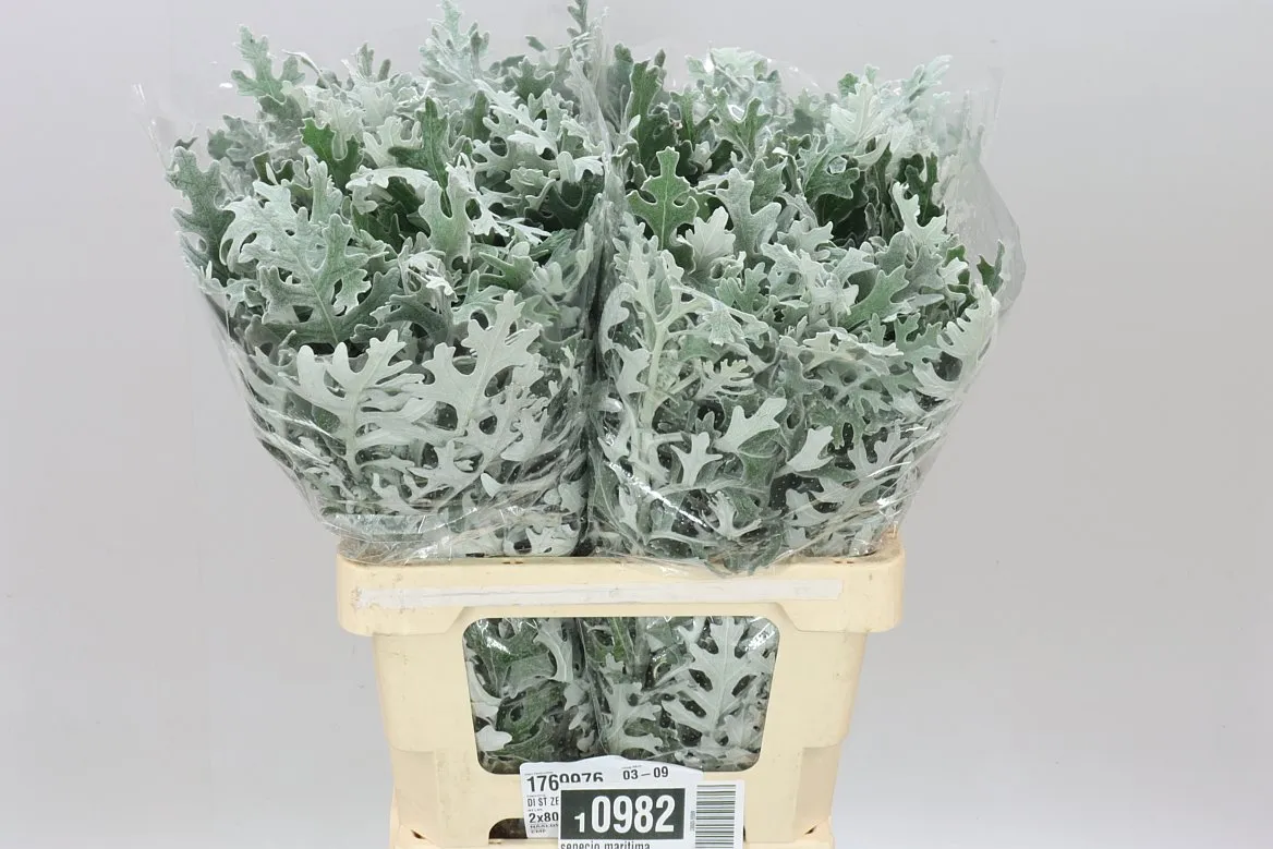 Senecio Maritima • 60 cm