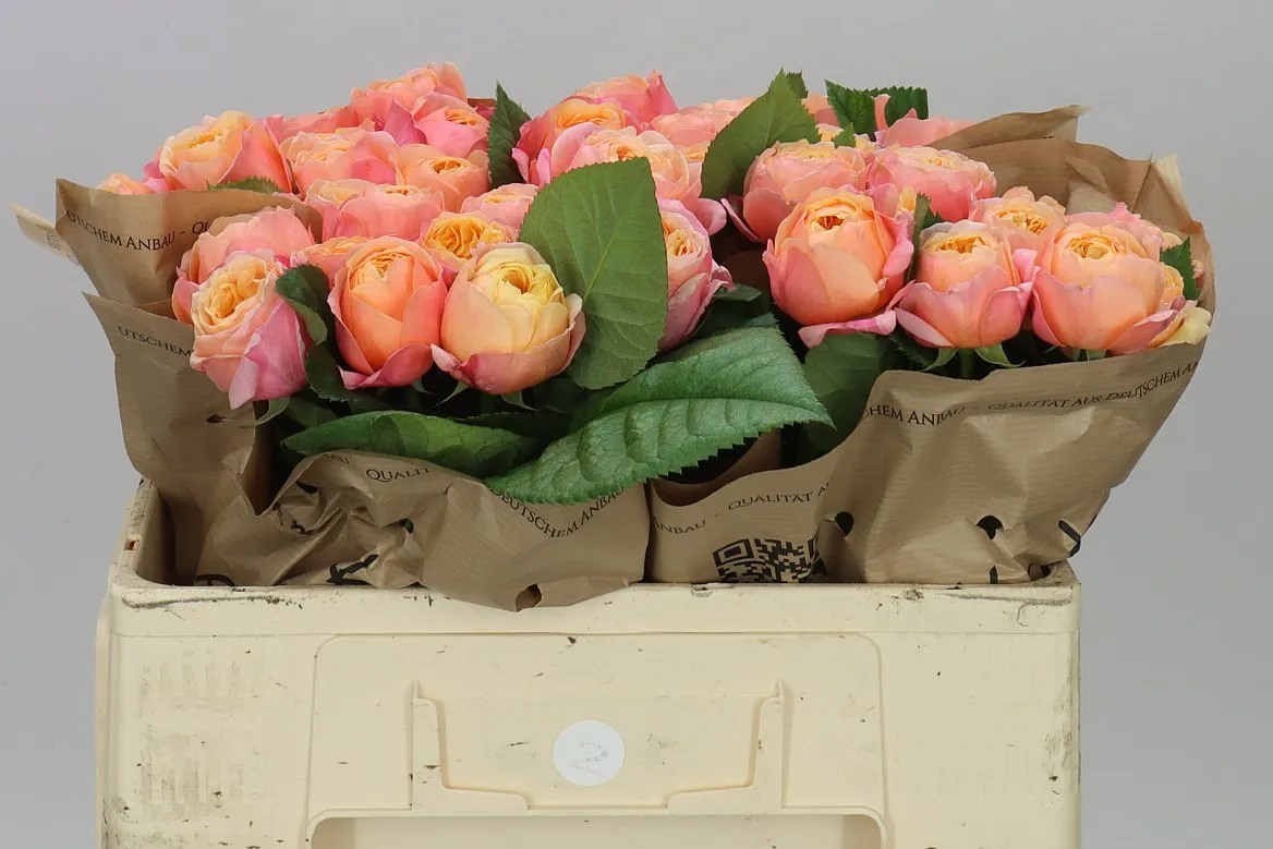 Rosa Gar Dorset • 50 cm