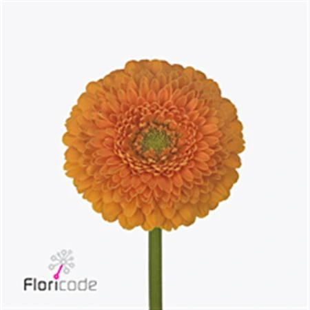 Germini Pomponi Fanta • 45 cm