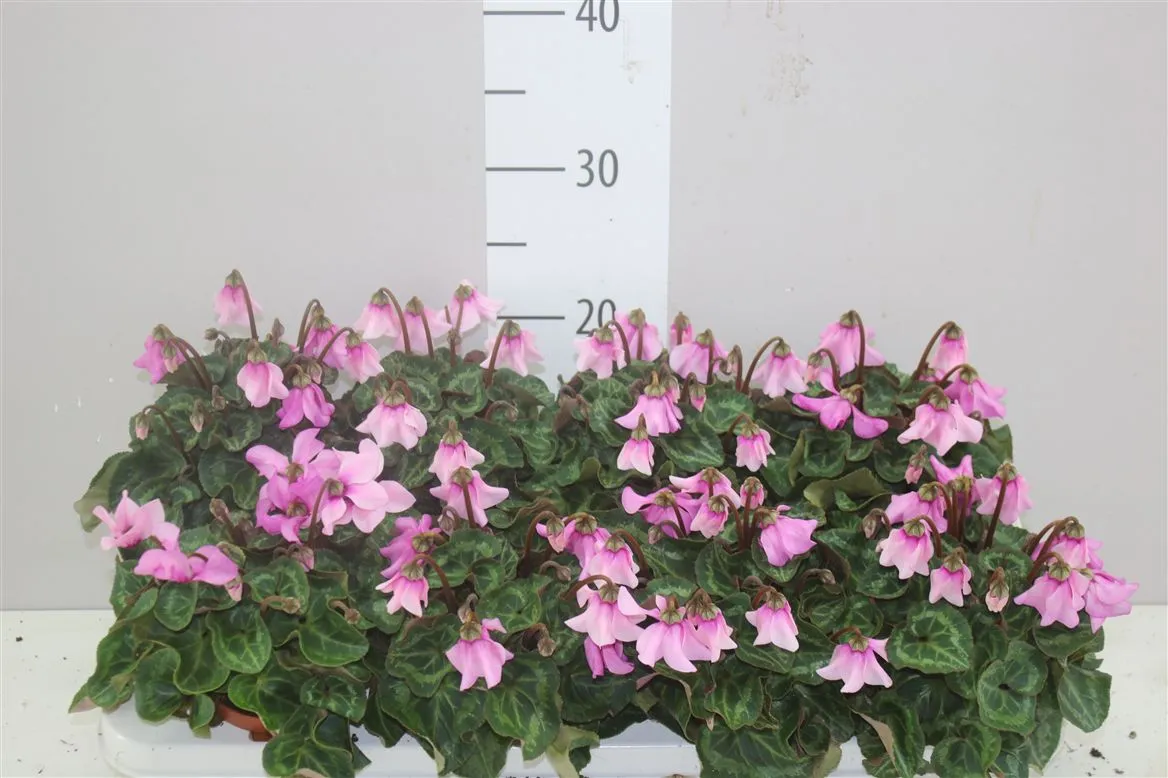 Cyclamen Kl Petticoat Pink • črepník 10,5 cm