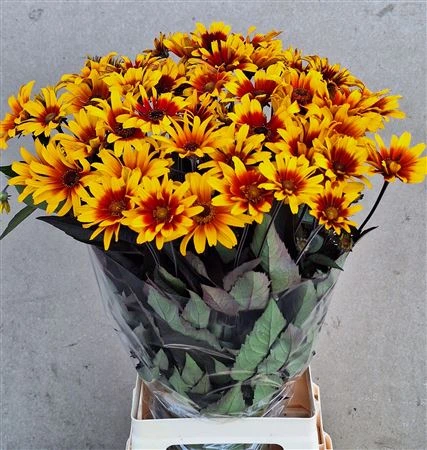 Heliopsis Spar Contrast • 70 cm