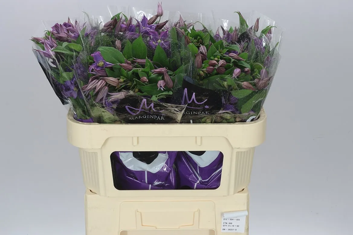 Clematis Amazing Rome • 70 cm