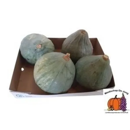 Cuc P 'blue Hubbard'
