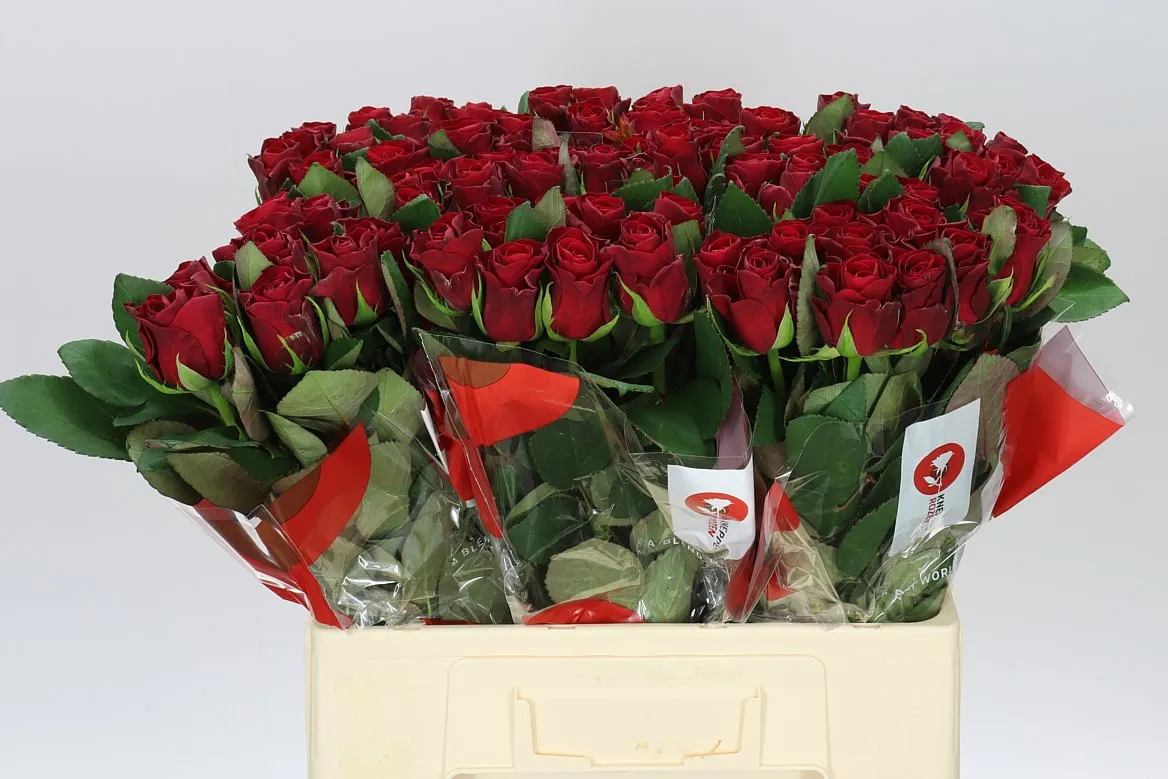 Ruža Red Tacazzi+ • 60 cm