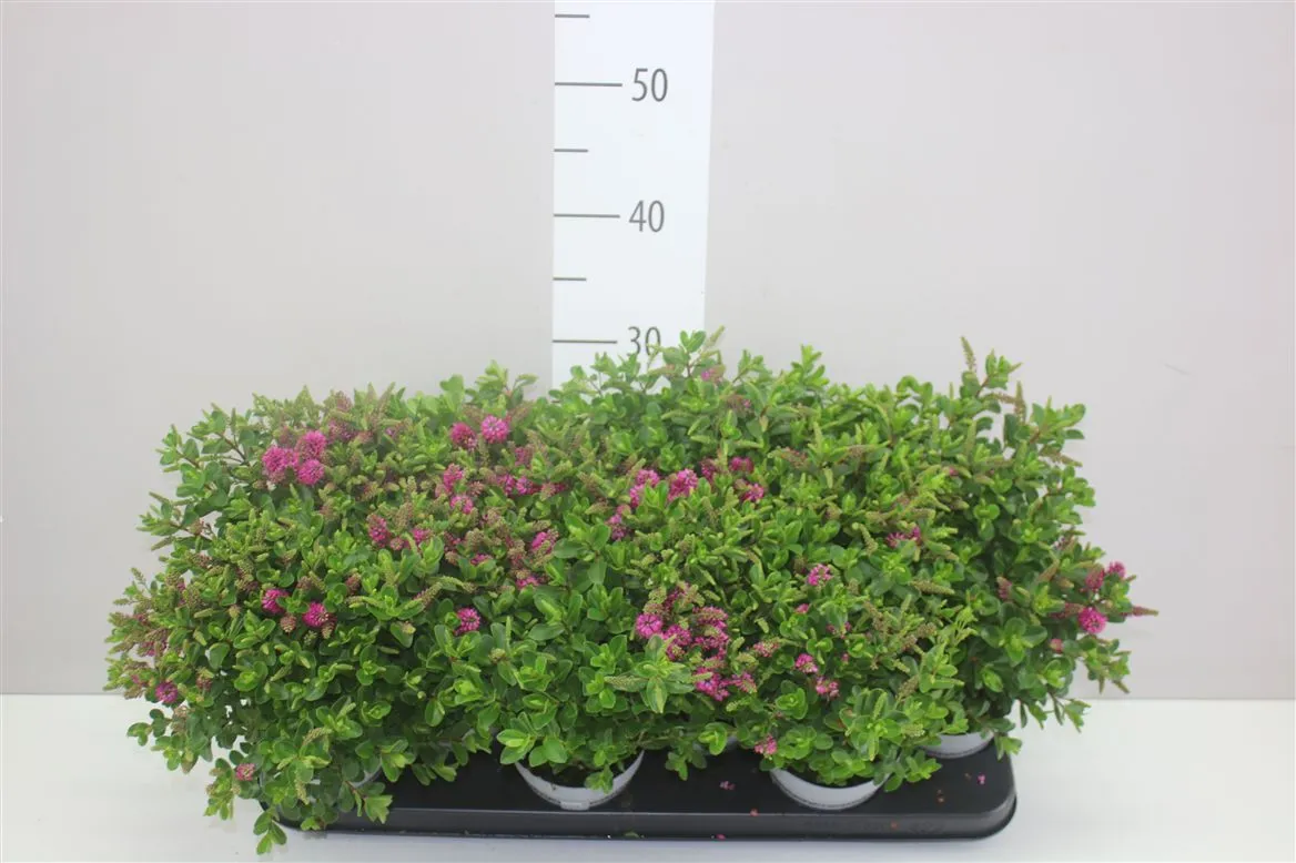 Hebe All Blooms Samiri Pink • črepník 10,5 cm
