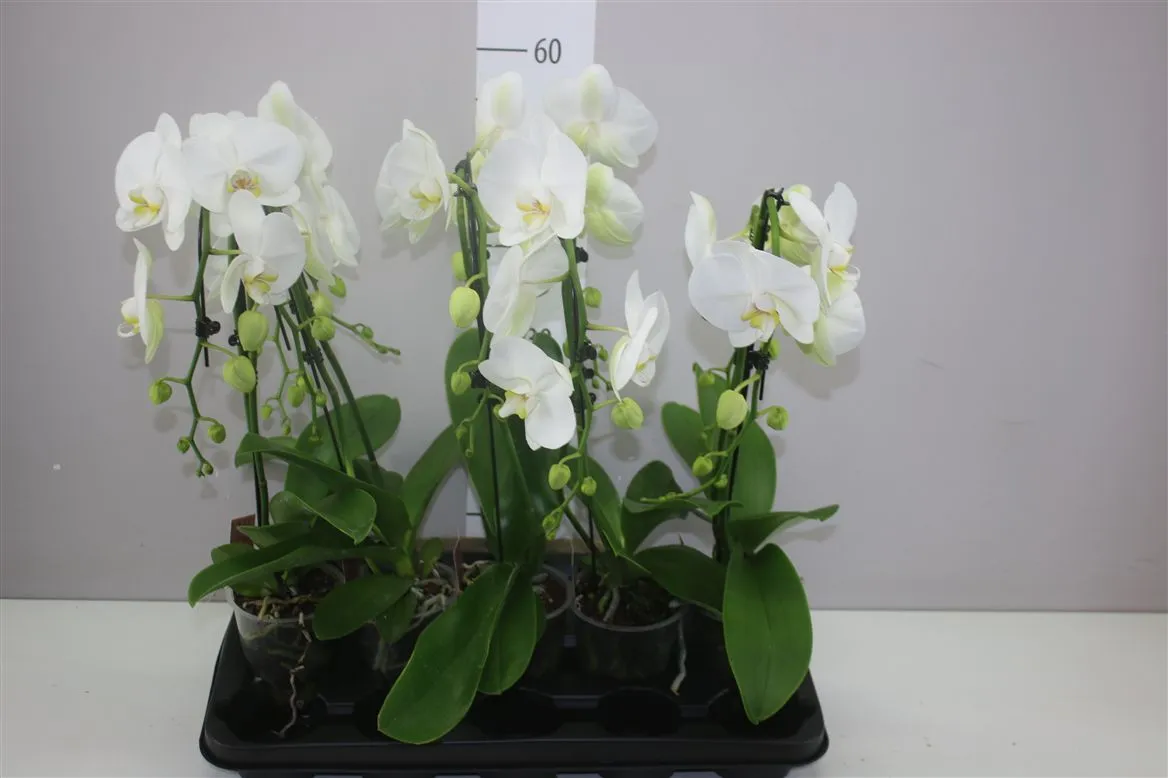 Orchidea Phalaenopsis Umbrella biela, 2 výhony • črepník 12 cm