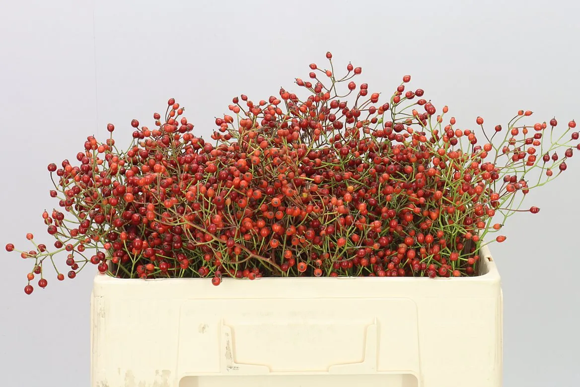 Rozenbottel Prinsberry Fire • 50 cm