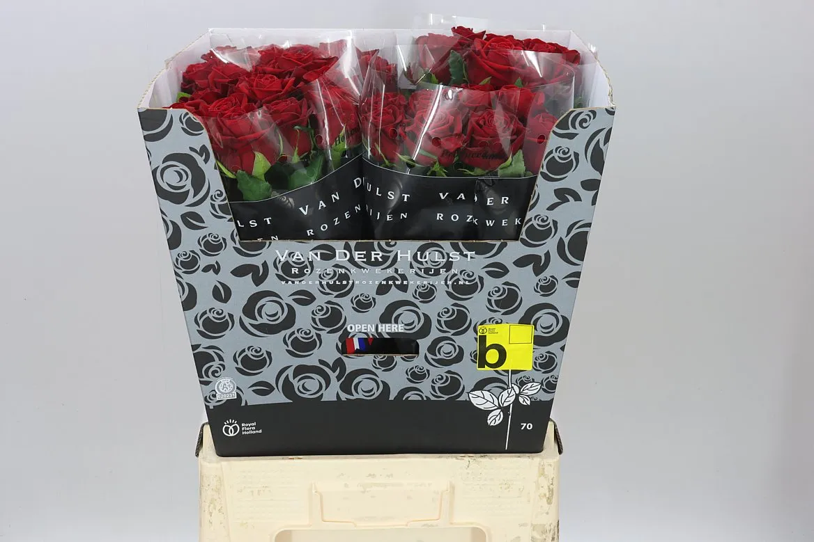Ruža Con Amore • 70 cm