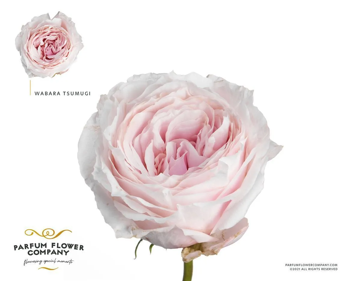 Rosa Gar Wabara Tsumugii • 50 cm