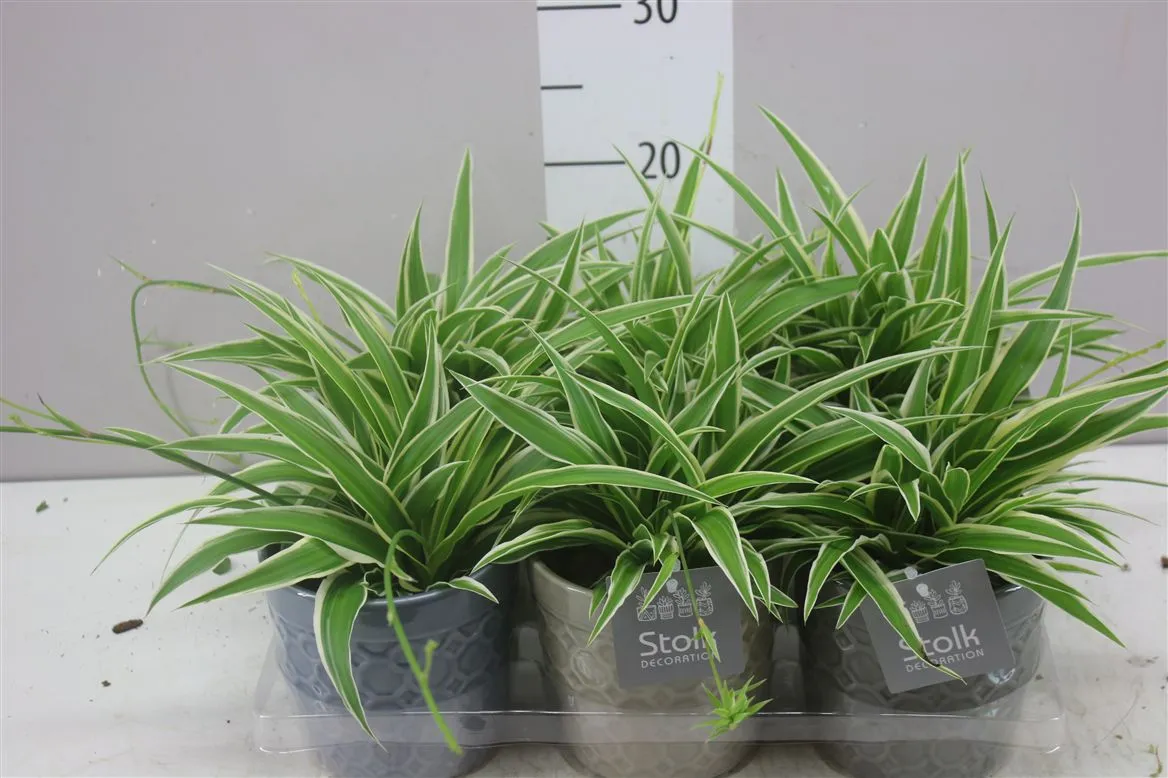 Chlorophytum Co Ocean Gaia Keramiek • črepník 13 cm