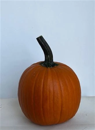 Okrasná tekvica Maxima Halloween 24 Cm