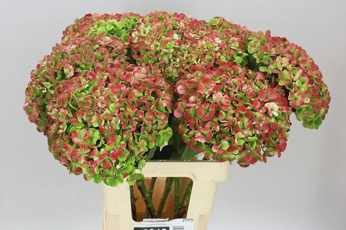 Hydrangea Coral Classic • 60 cm