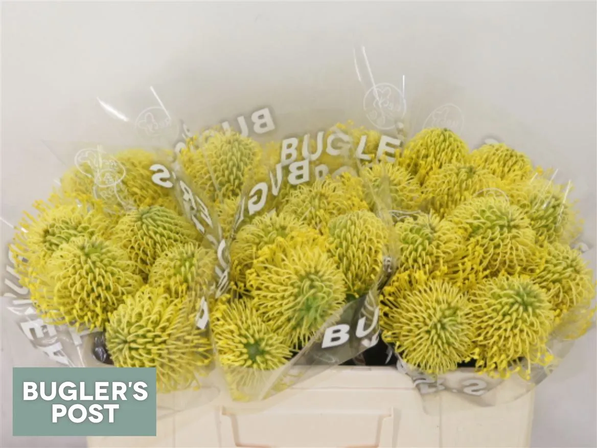 Leucospermum High Gold • 50 cm