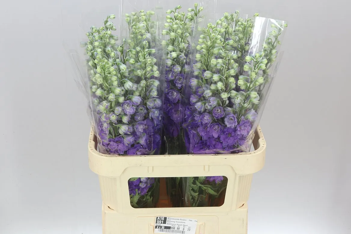 Delph El Purple Heart • 80 cm
