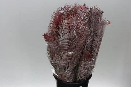 Mimosa Luna Red Xxl • 100 cm