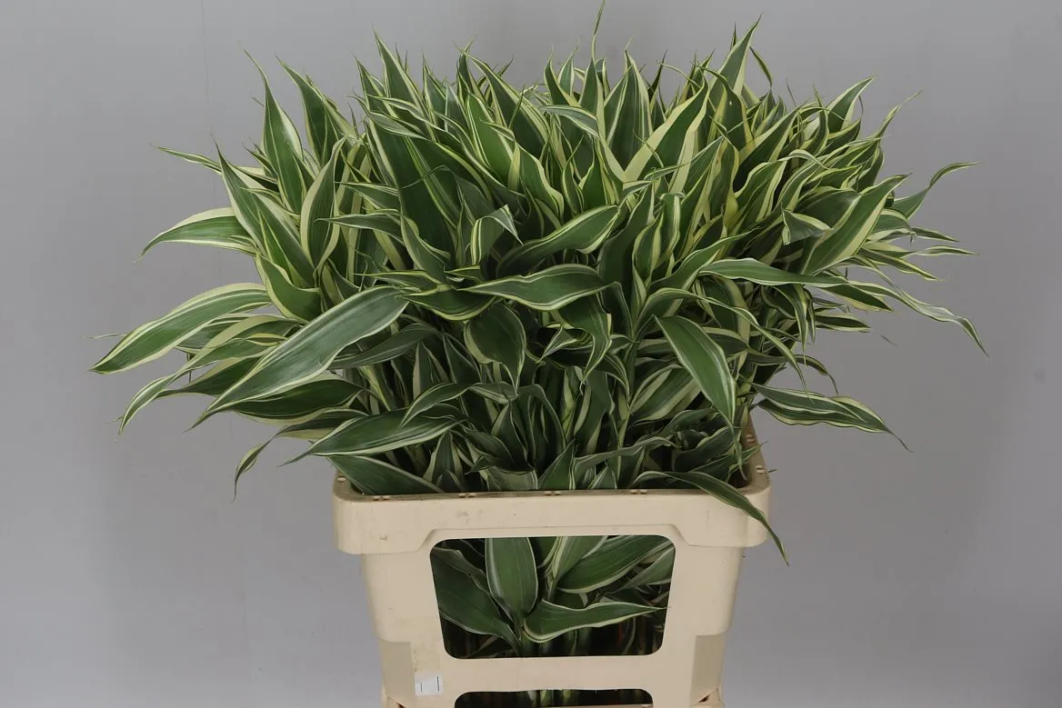 Dracéna San White Green • 75 cm