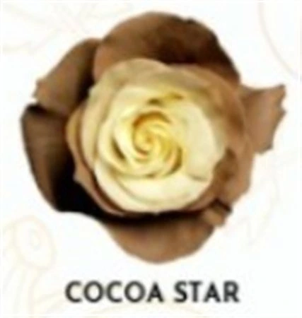 Ruža farbená Cocoa Star, Ekvádor • 50 cm