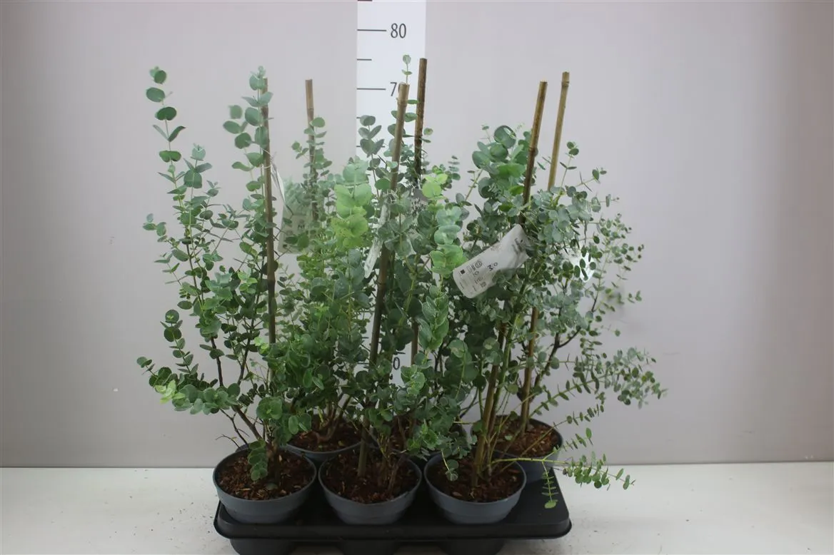Eukalyptus Urnigera • črepník 16 cm