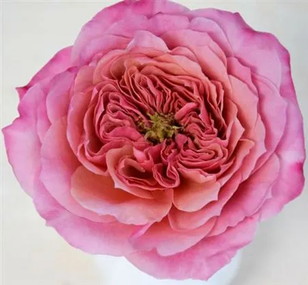 Rosa Gar Wabara Miyabi • 50 cm