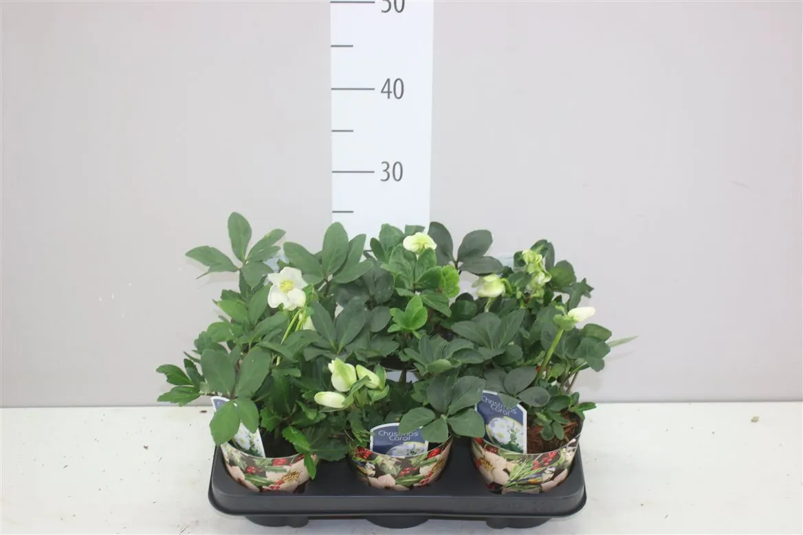 Helleborus N. Christmas Carol Beker • črepník 12 cm