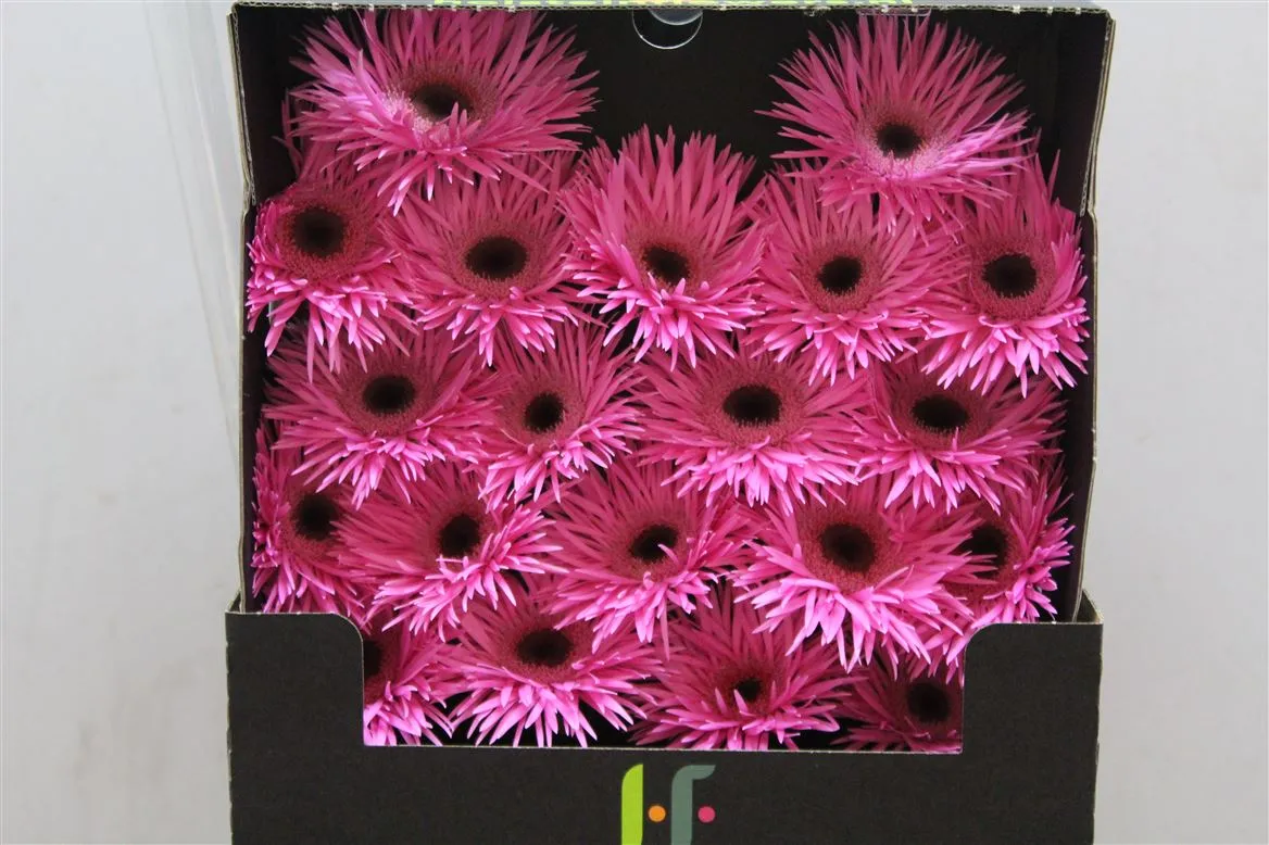 Germini Diamond Spider Bouquet • 55 cm